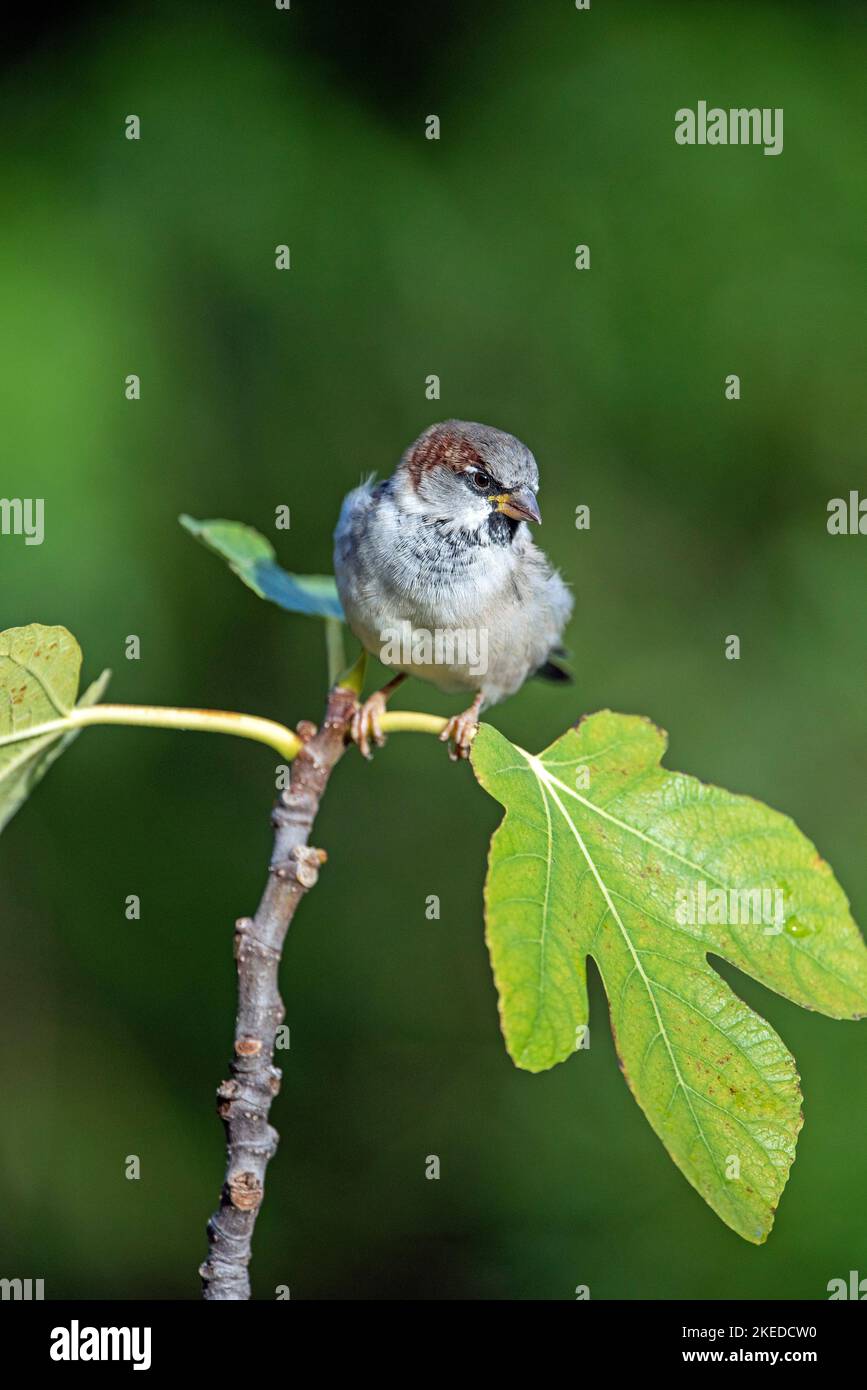 Männlicher Haussparrow - Passer domesticus auf Abb. Stockfoto