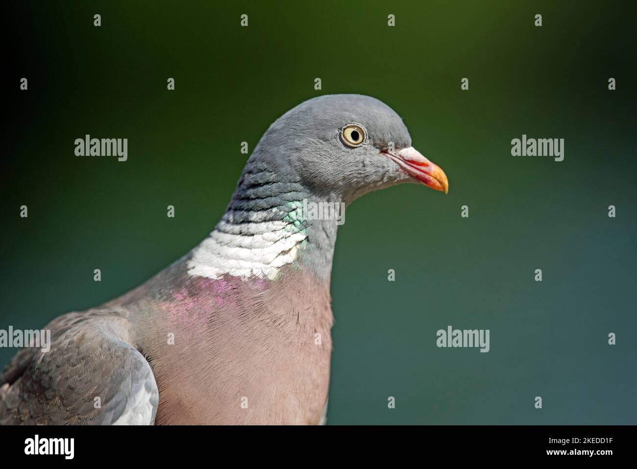Holztaube - Columba palumbus, Verschließungen des Kopfes vor dunklem Hintergrund Stockfoto