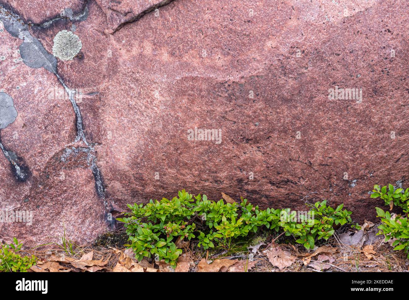 Felsvorsprünge und Blaubeersträucher, Killarney Provincial Park, Killarney, Ontario, Kanada Stockfoto