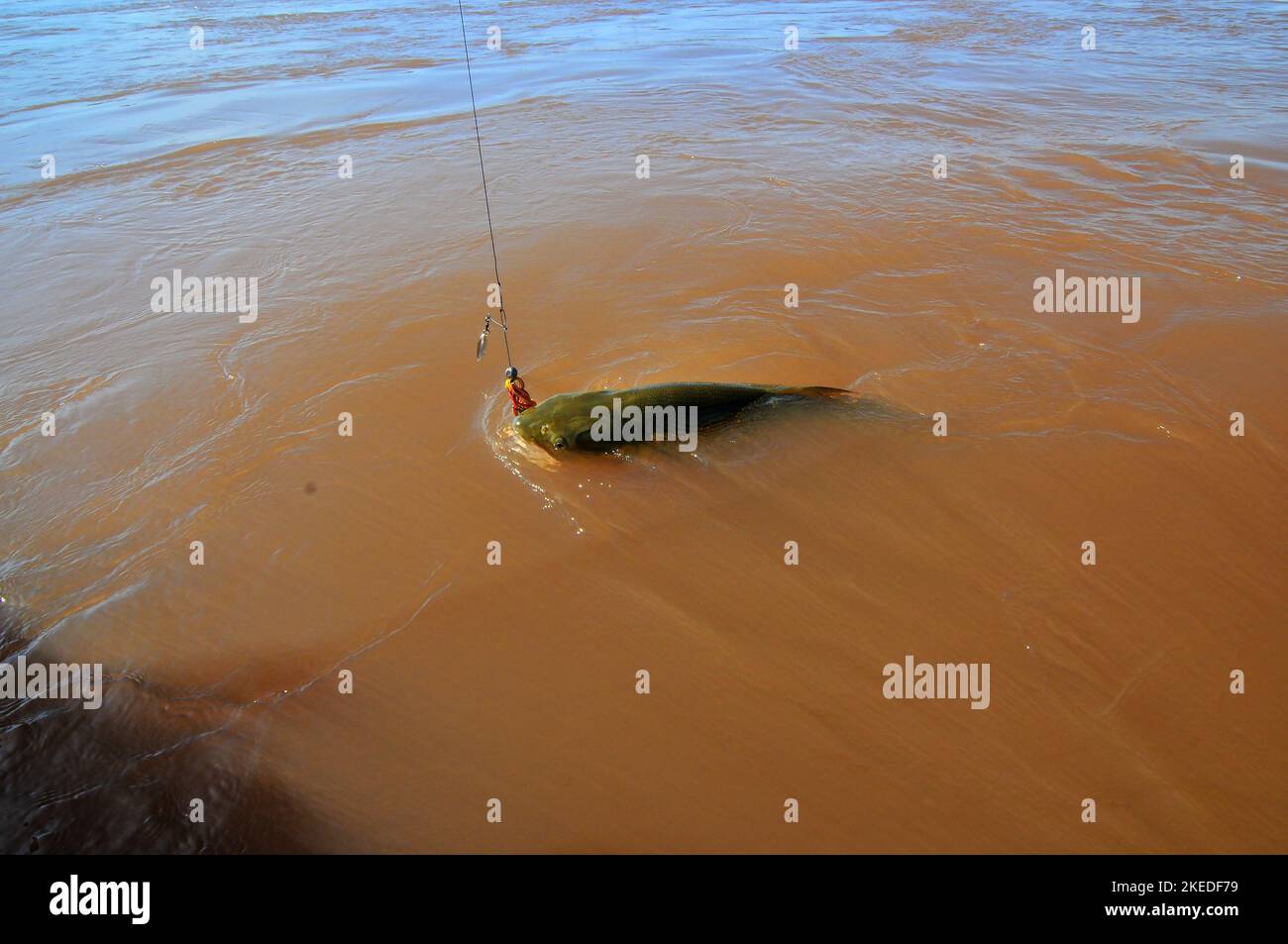 Kampf mit einem riesigen 40 bis 55 Pfund dorado auf das Boot ist ein Kampf, den die meisten Angler nicht vergessen werden. Diese Giganten wachsen auf dem Uruguay-Fluss zu solchen Gewichten heran. Stockfoto