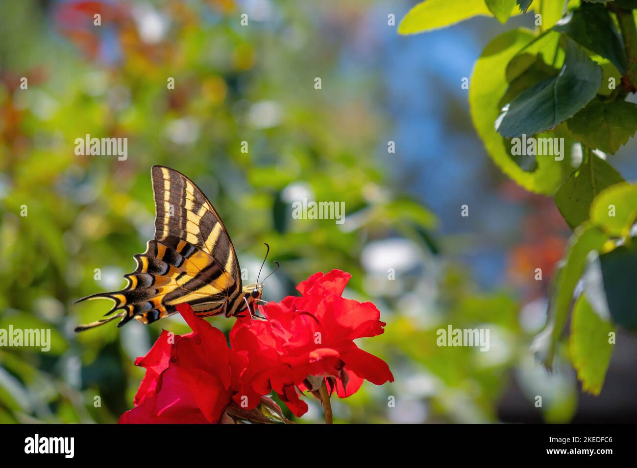 Ein Dreischwanziger-Schwalbenschwanzschmetterling (Papilio pilumnus) auf einer roten Blume und natürlichem Hintergrund Stockfoto