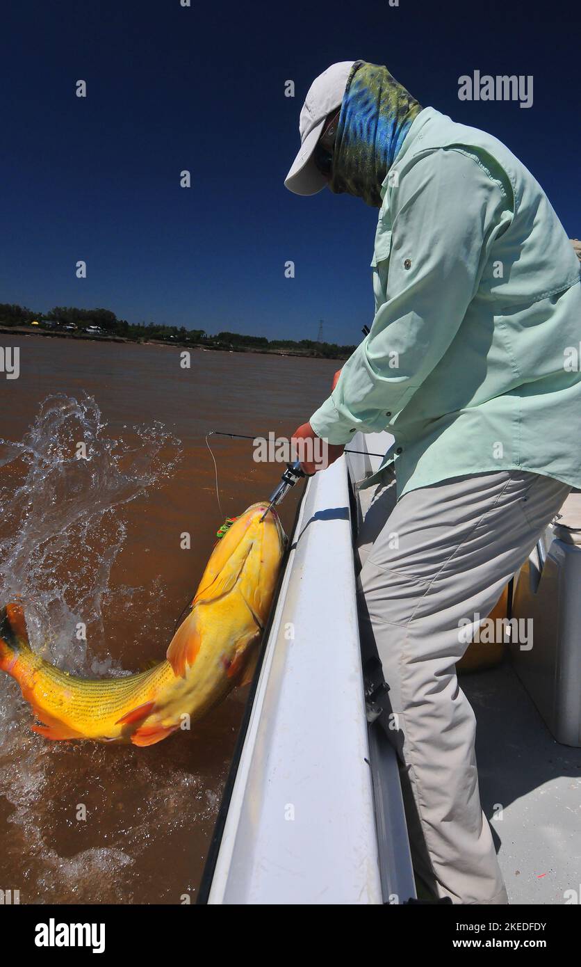 Kampf mit einem riesigen 40 bis 55 Pfund dorado auf das Boot ist ein Kampf, den die meisten Angler nicht vergessen werden. Diese Giganten wachsen auf dem Uruguay-Fluss zu solchen Gewichten heran. Stockfoto