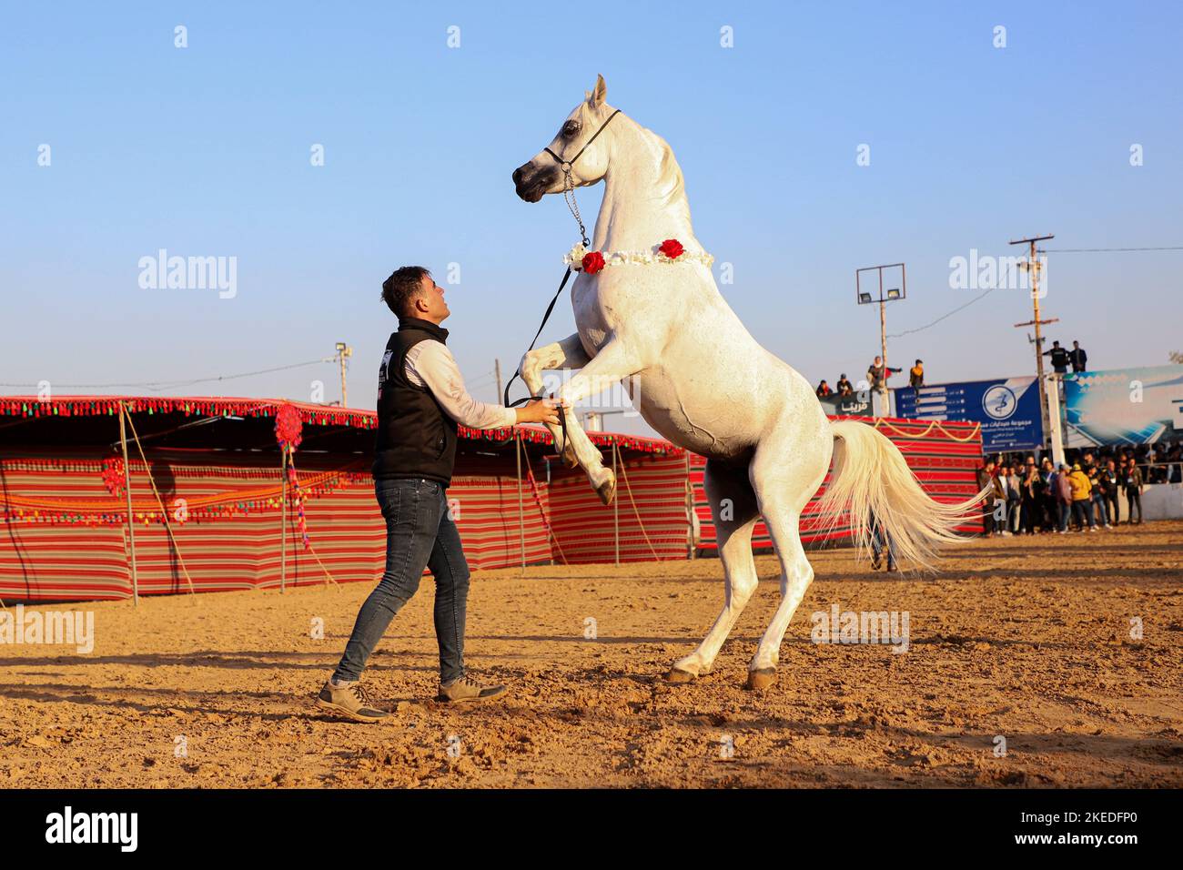 Gaza. 11.. November 2022. Ein palästinensischer Jockey zeigt ein Pferd während eines Festivals für arabische reinrassige Pferde in Gaza-Stadt am 11. November 2022. Kredit: Rizek Abdeljawad/Xinhua/Alamy Live Nachrichten Stockfoto