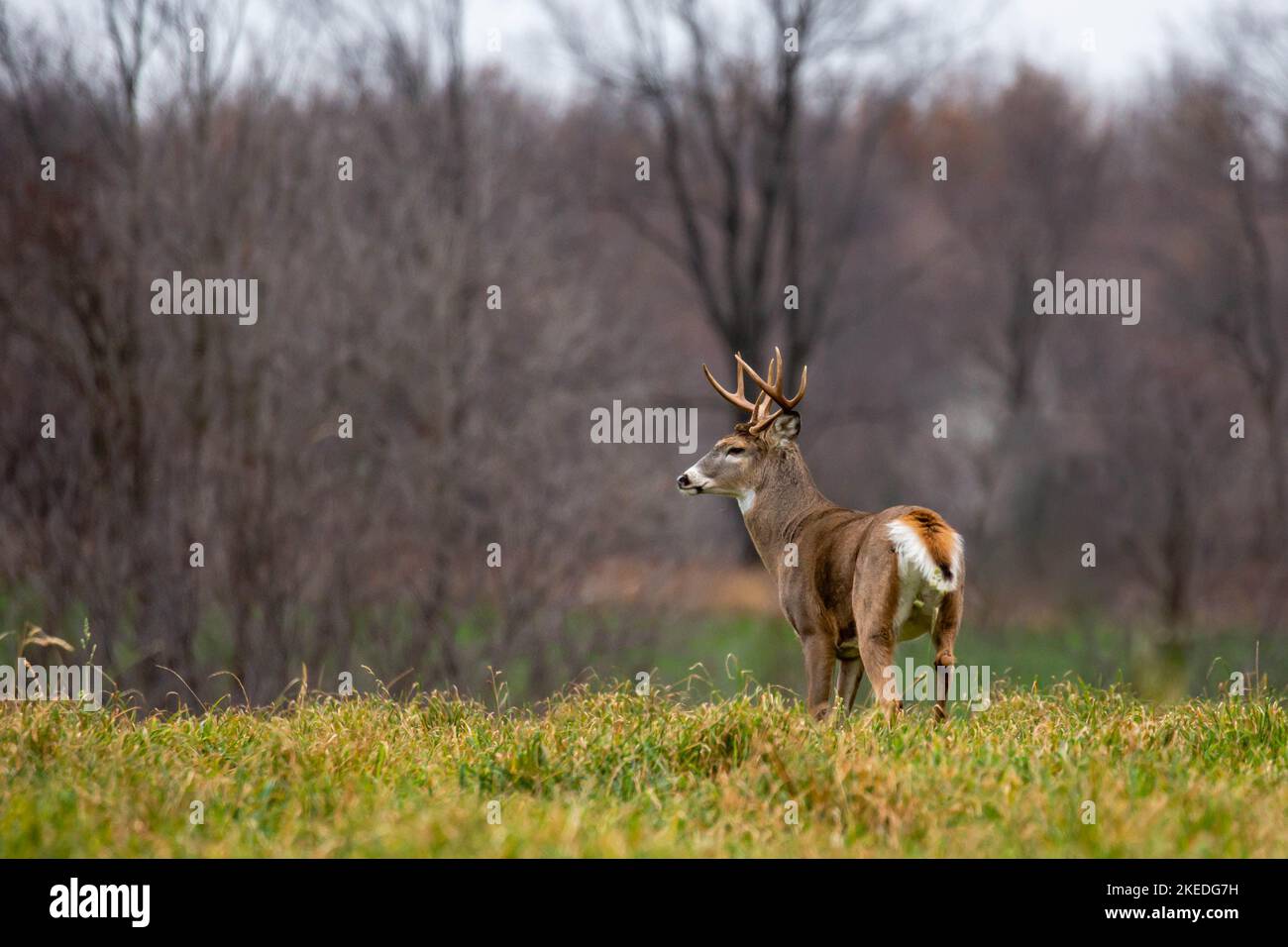 Weißschwanz-Hirschbock (odocoileus virginianus), der im November auf einem Wisconsin-Farmfeld steht, horizontal Stockfoto