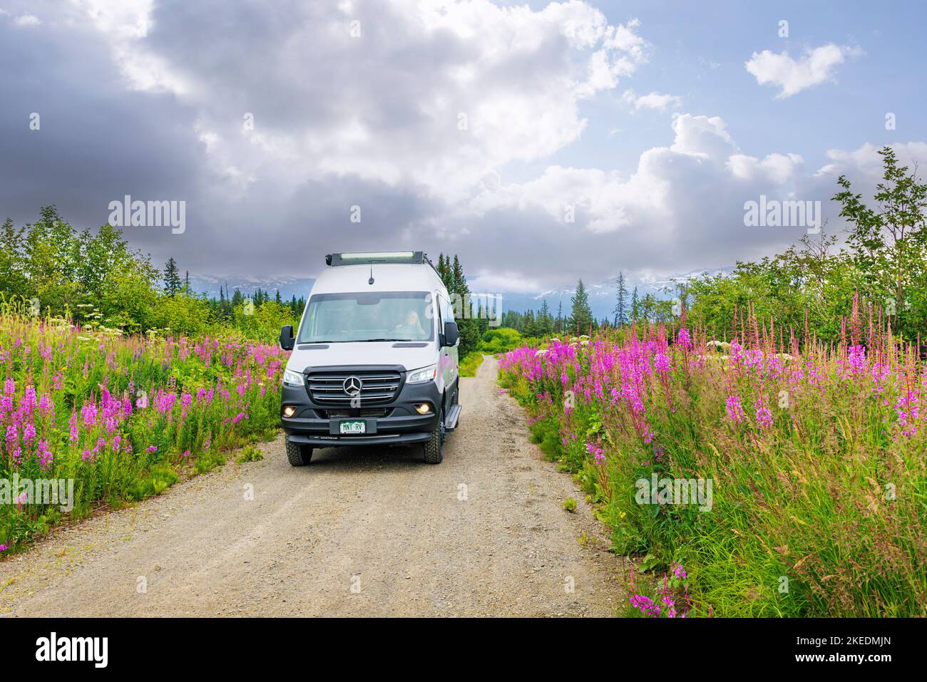 Senior Woman Driving Airstream Interstate 24X 4WD Campervan; Fireweed Wildflowers; Eveline State Recreation Park; Homer; Alaska; USA Stockfoto