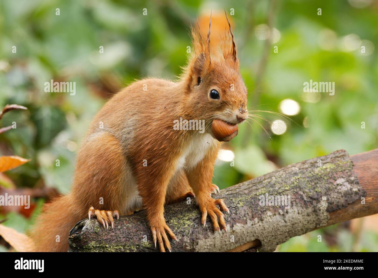 Nasses Eichhörnchen nach einer Regendusche mit einer Haselnuss im Mund Stockfoto