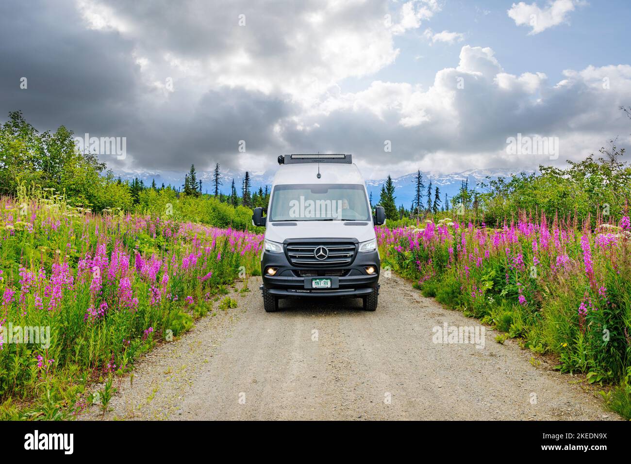 Senior Woman Driving Airstream Interstate 24X 4WD Campervan; Fireweed Wildflowers; Eveline State Recreation Park; Homer; Alaska; USA Stockfoto