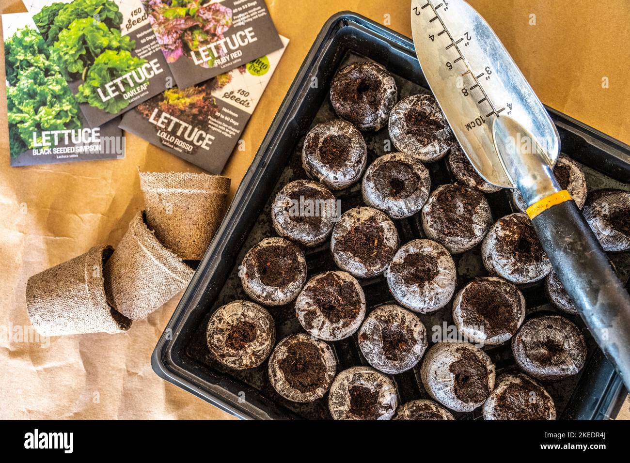 Torfschoten und Salatsamen für die frühe Zimmerbepflanzung Stockfoto