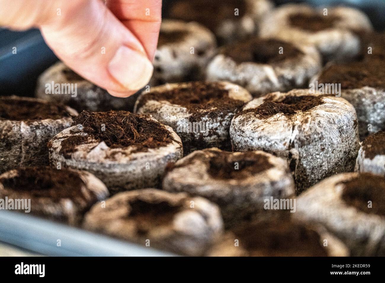 Hand und Finger, die Samen in eine Torfschote geben Stockfoto