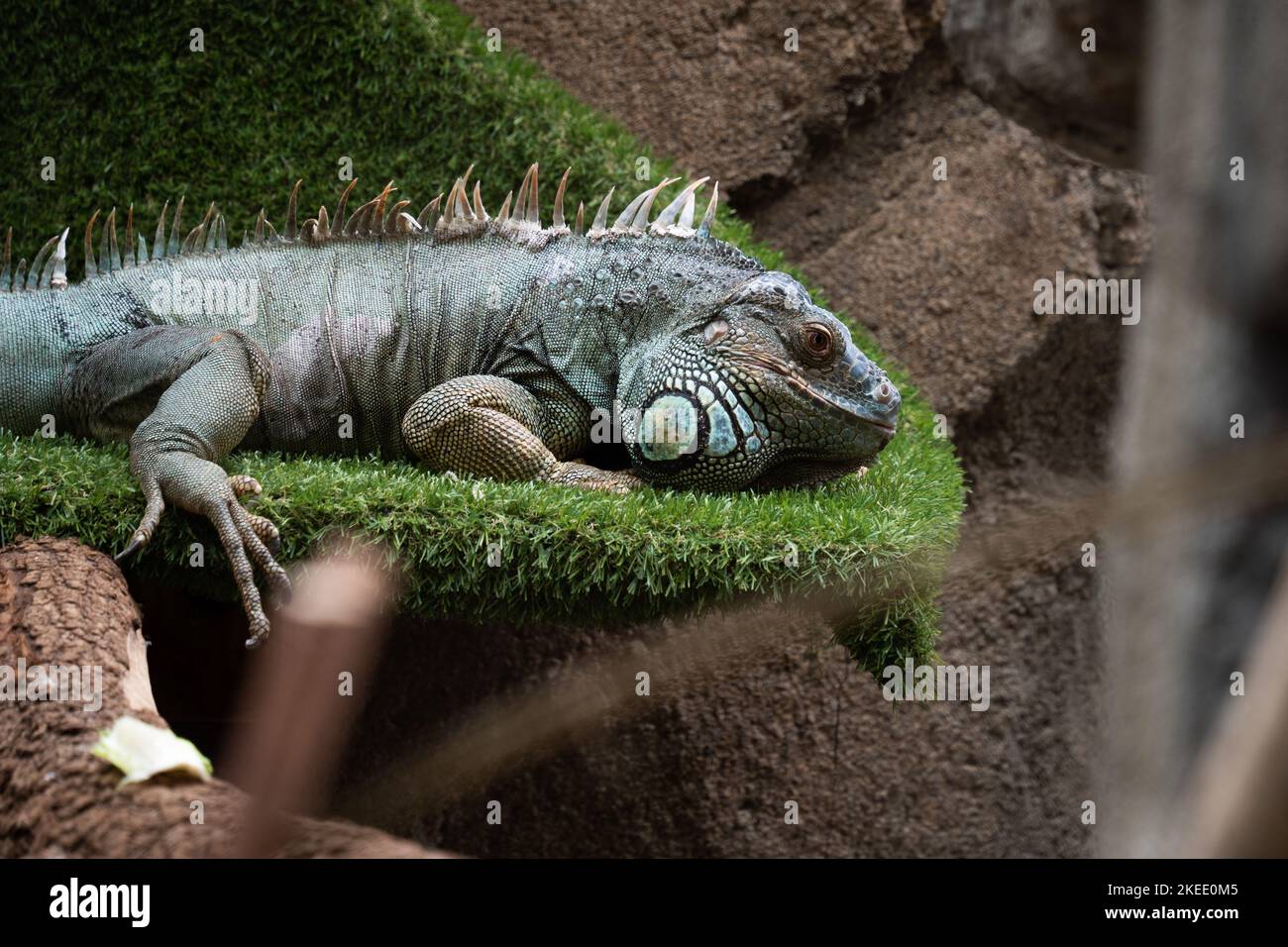 Ein amerikanischer Leguan, der auf einem grasbewachsenen Bett thront. Stockfoto