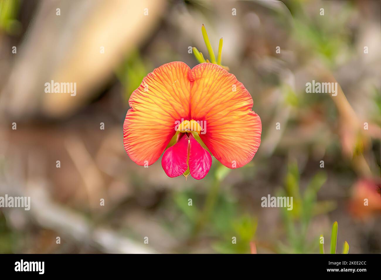 Kennedia coccinea, Coral Vine Stockfoto