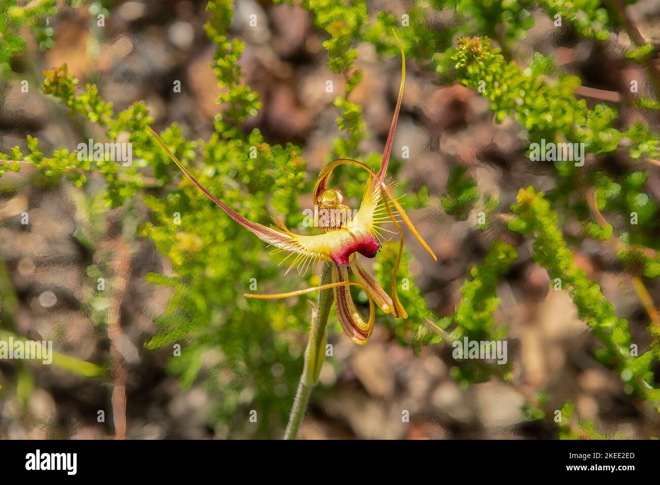 Caladenia lobata, Schmetterlingsorchidee Stockfoto