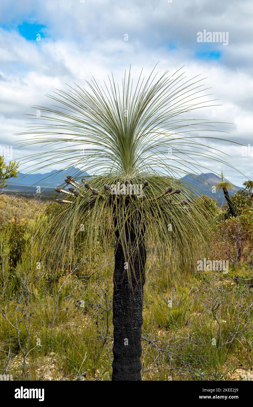 Kingia australis, Drumsticks Stockfoto