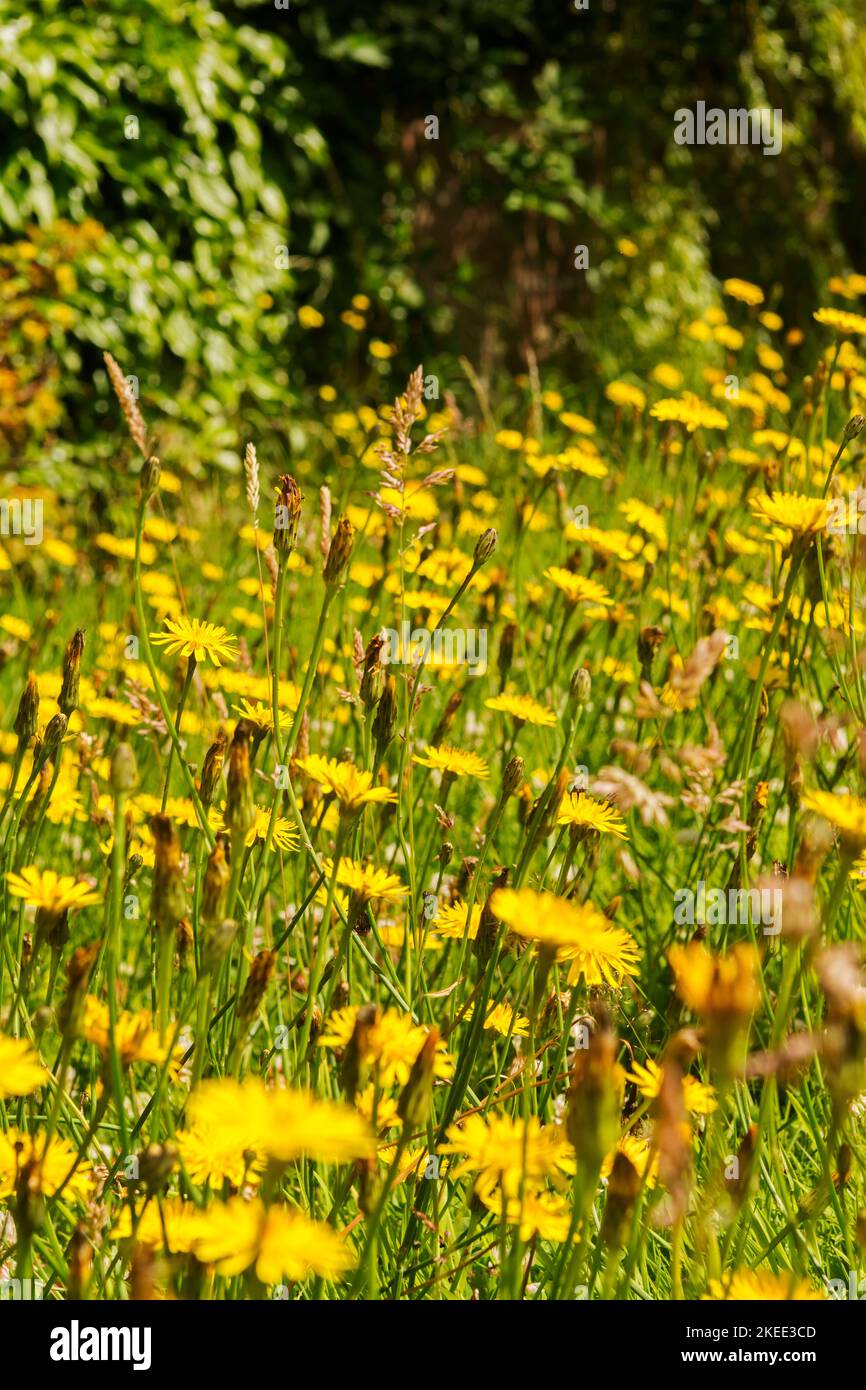 Natürlicher Garten mit langem Gras und Löwenzahn Stockfoto