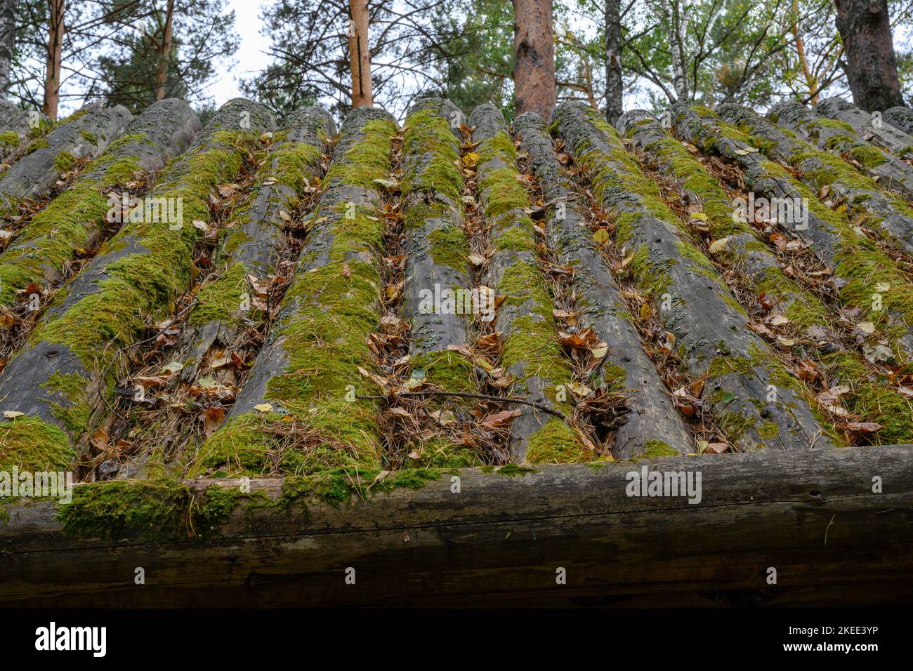 Nahaufnahme eines Daches aus mit Moos bedeckten Holzstämmen Stockfoto