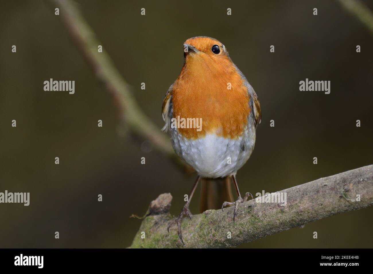 Erwachsene Rotkehlchen thront im Winter in Ruhe Stockfoto