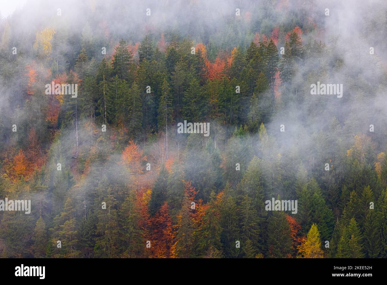 Niedrige Wolken hängen zwischen den Bergen und Wäldern mit den Herbstfarben des Oktober zwischen Cortina d'Ampezzo und San Vito di Cadore in der Provinz Stockfoto