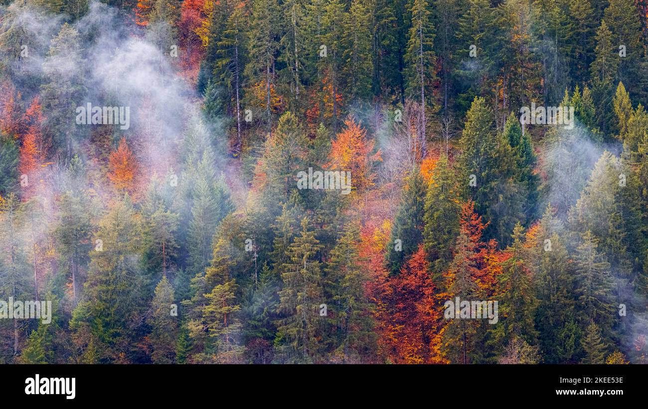 Niedrige Wolken und Nebel hängen zwischen den Bergen und Wäldern mit den Herbstfarben des Oktober, wie man es zwischen Cortina d'Ampezzo und San Vito di Cadore sieht, Stockfoto