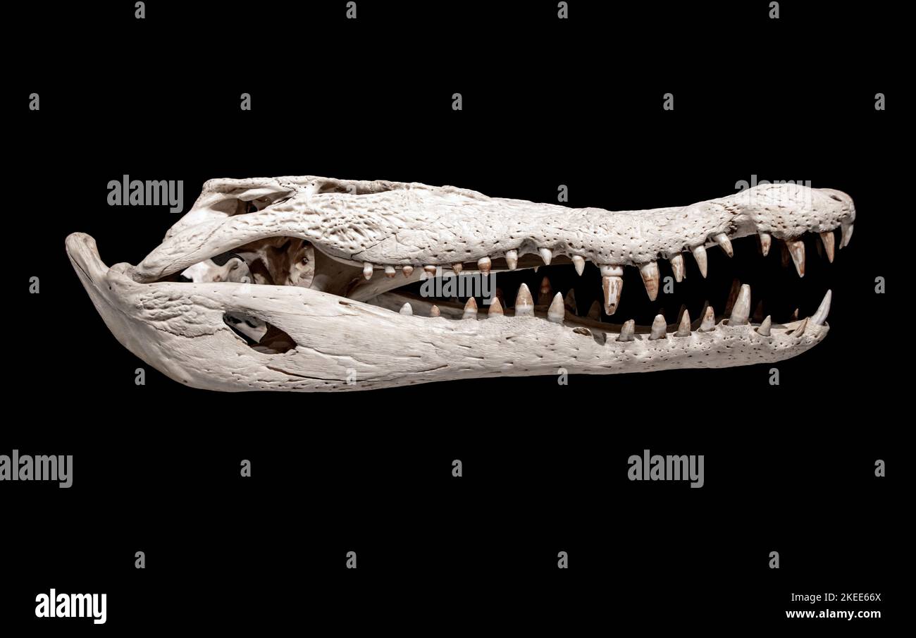 Ein Krokodilschädel - Crocodylus, isoliert auf einem schwarzen Hintergrund Stockfoto