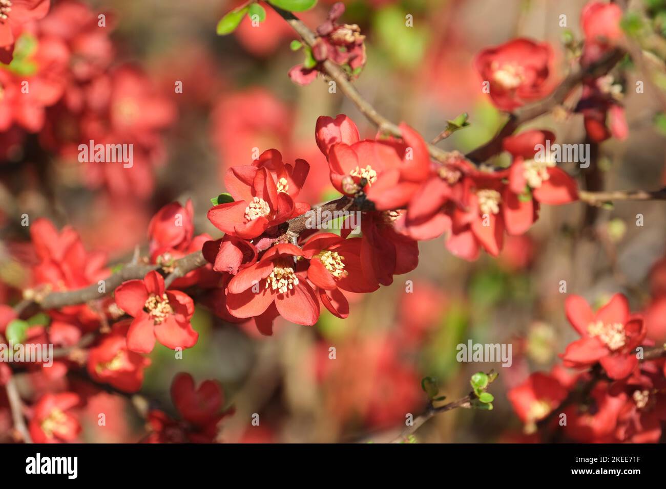 Chaenomeles speciosa, blühende Quitte, chinesische Quitte, japanische Quitte. Rote Blüte Stockfoto