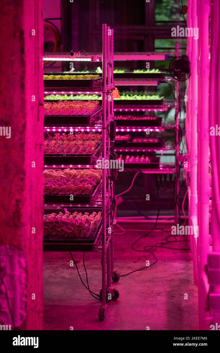 Microgreens wachsen in vertikalen Farm unter UV-UV-Licht für den Anbau. Hydroponik. Stockfoto