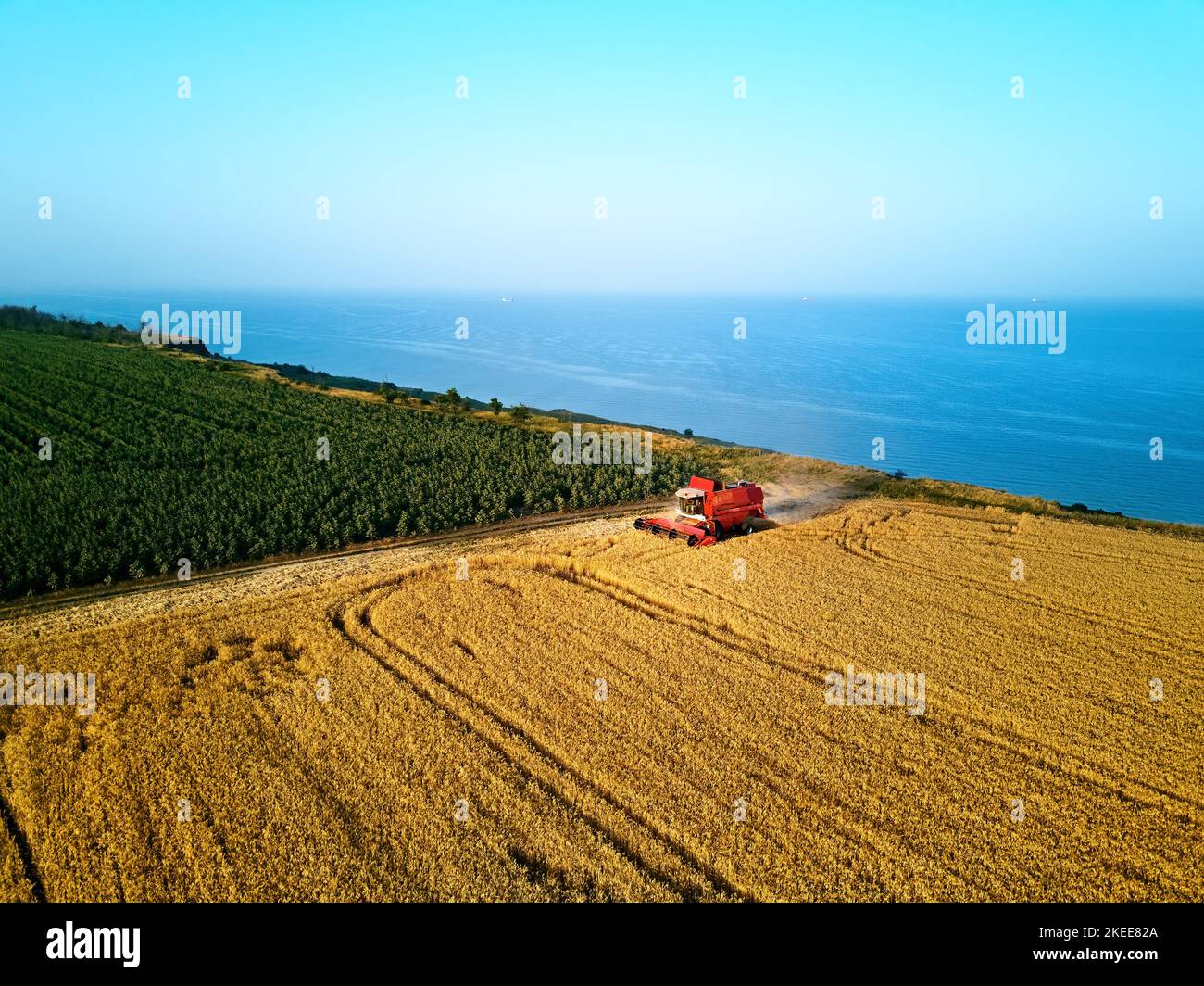 Antenne von roten Mähdrescher arbeiten in Weizenfeld in der Nähe von Klippen mit Meerblick bei Sonnenuntergang. Erntemaschine Schneiden von Getreide in Ackerland in der Nähe des Ozeans Stockfoto