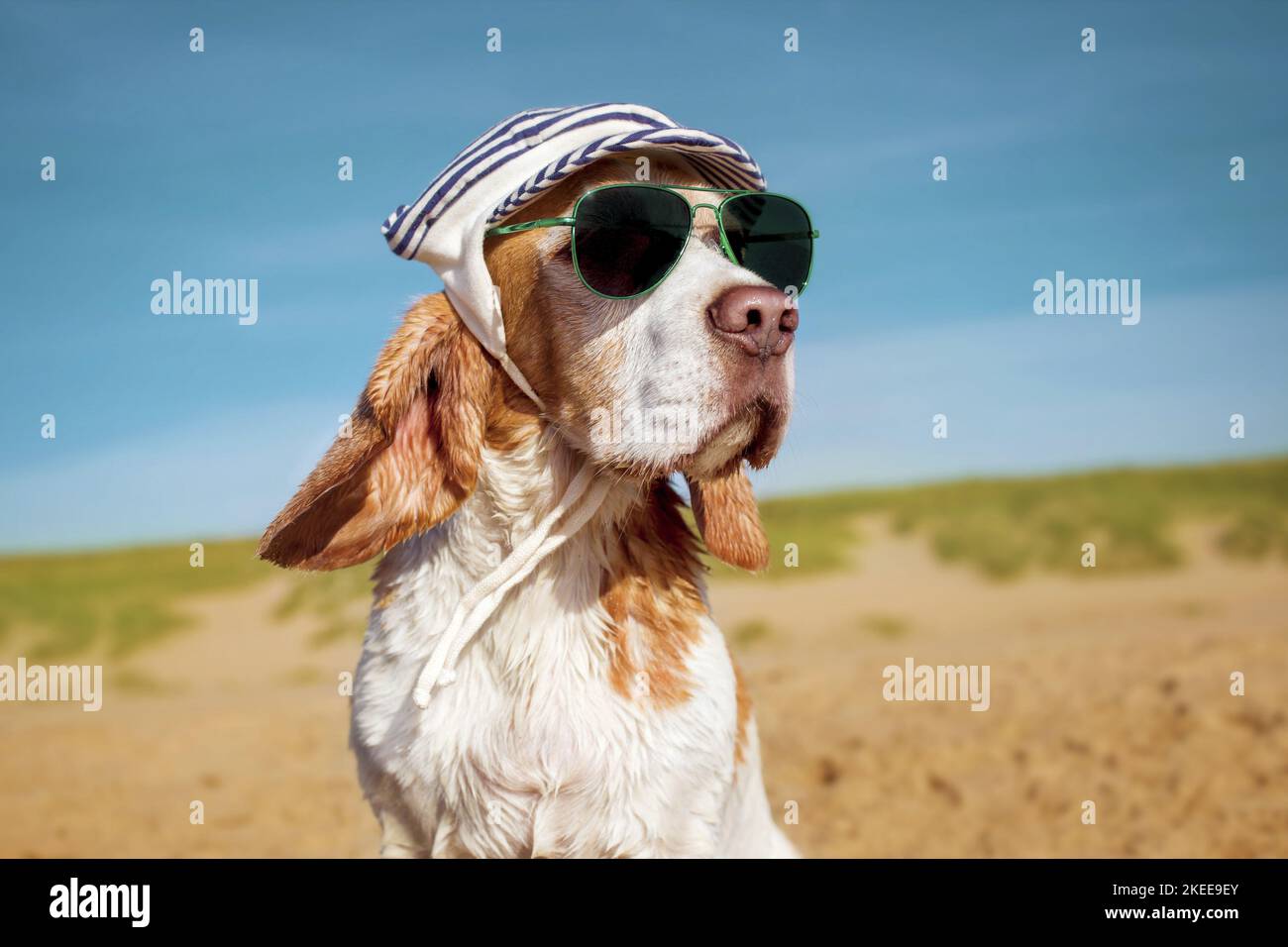 Beagle-Porträt Stockfoto