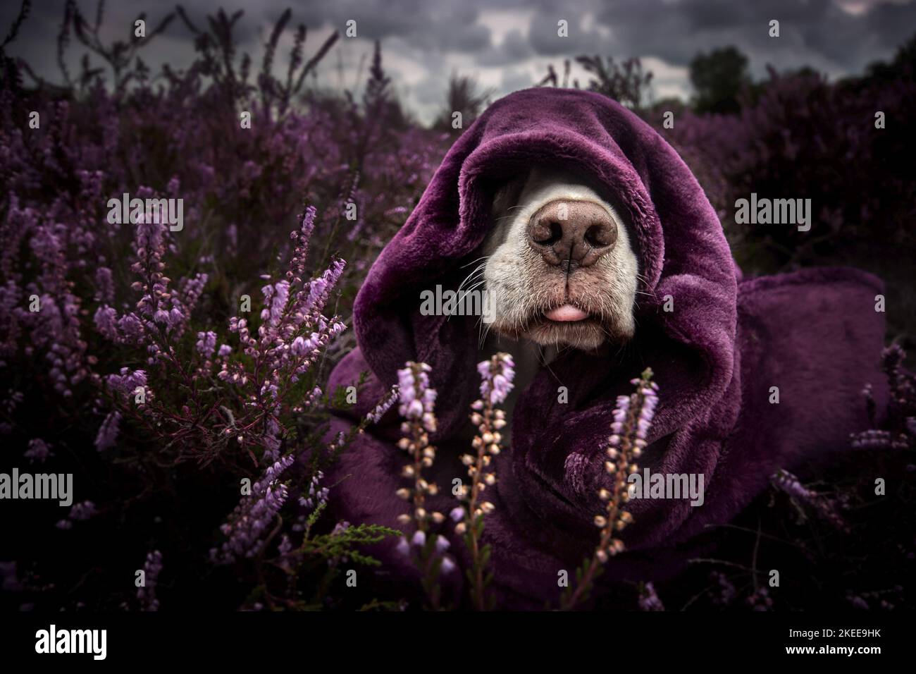 Beagle in der Heide Stockfoto