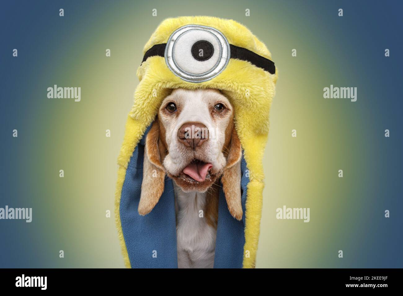 Beagle in Kostüm Stockfoto
