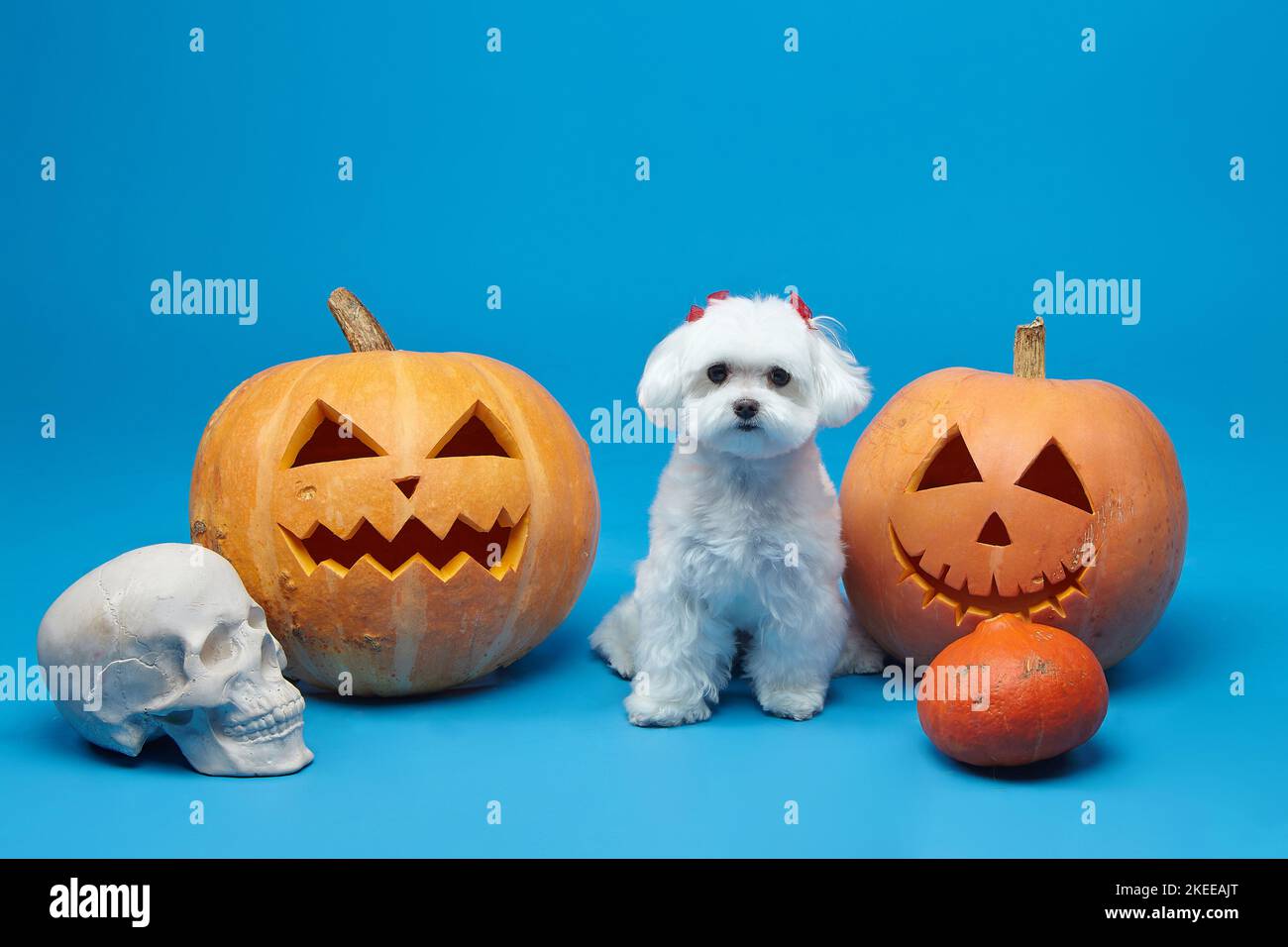 Charmanter kleiner maltesischer Lapdog mit Jacks Lampen. Das Konzept eines festlichen Fotoshootings für Halloween im Studio auf blauem Hintergrund. Stockfoto