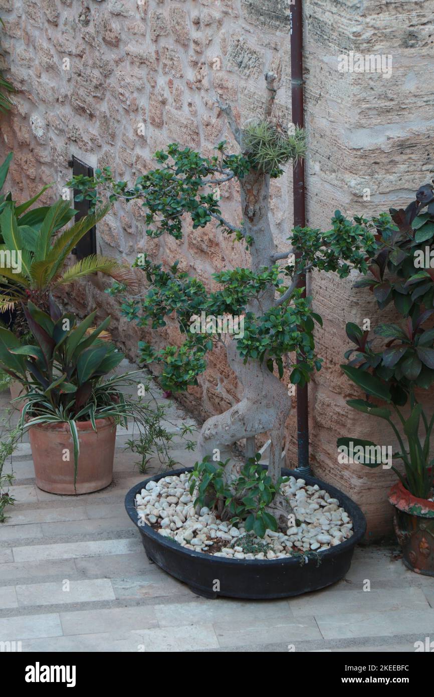 Ficus benjamina in einem Topf. Ficus Benjamina Bonsai Stockfoto