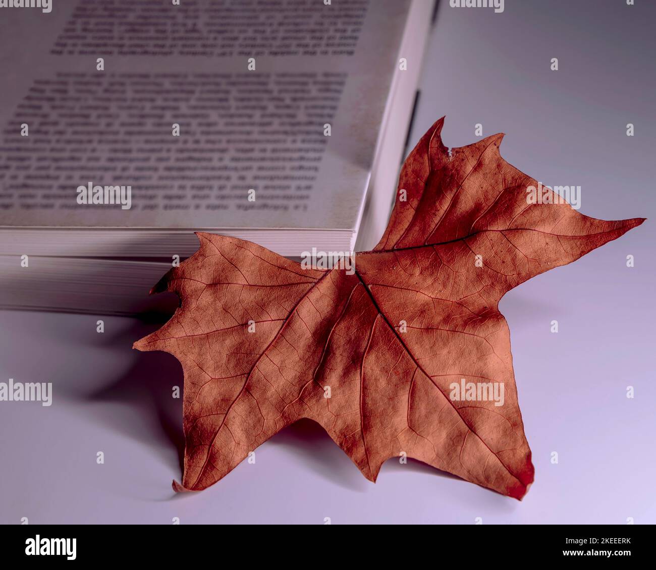 Ein schönes trockenes Blatt mit Herbstfarben wird als Lesezeichen für ein großes weißes Buch verwendet Stockfoto