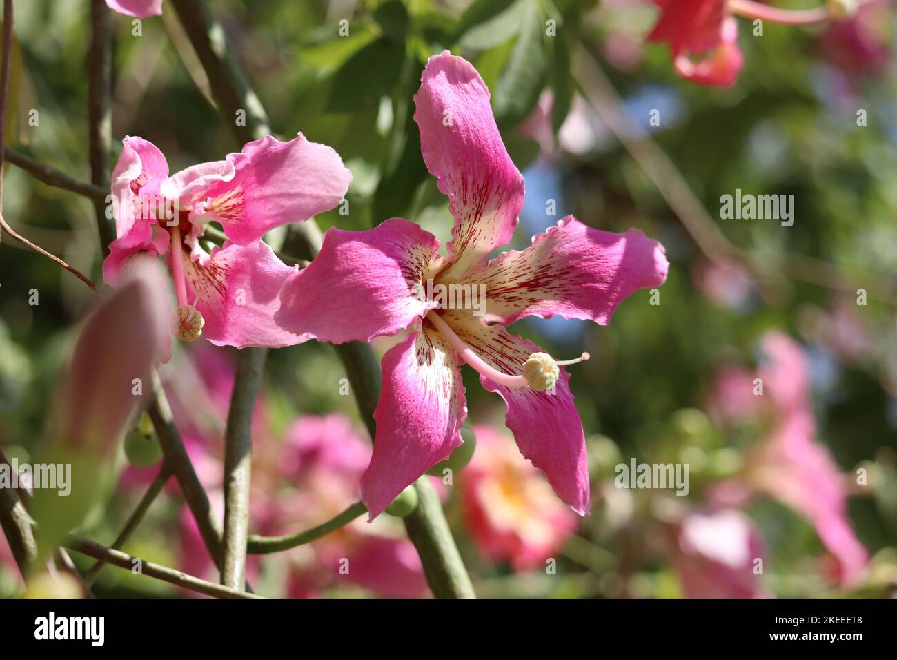 Blumen aus Seide (Ceiba speciosa) im botanischen Garten von Assuan Stockfoto