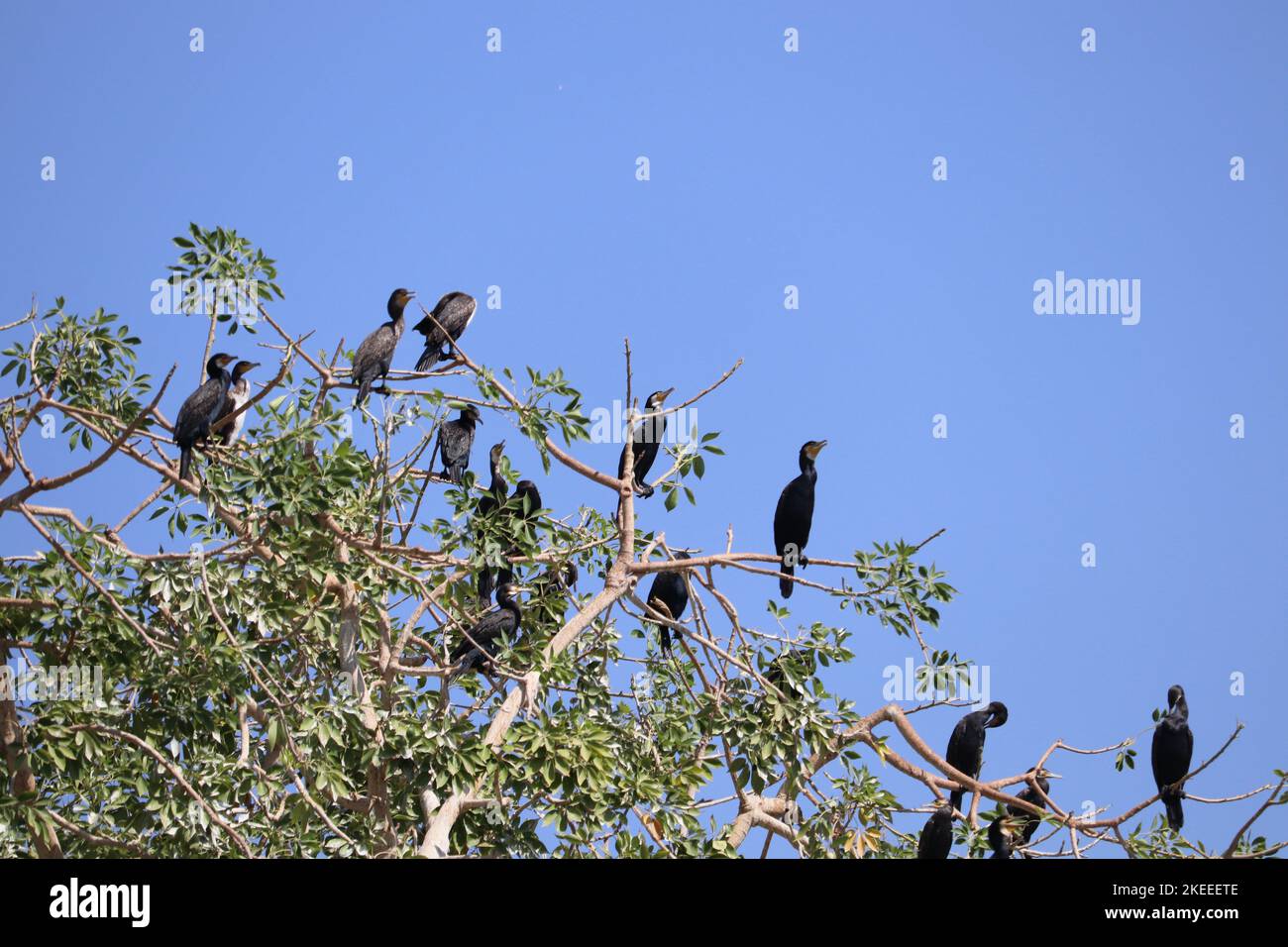 Eine Gruppe großer Kormoran-Vögel (Phalacrocorax carbo) in der Nähe von Assuan Stockfoto