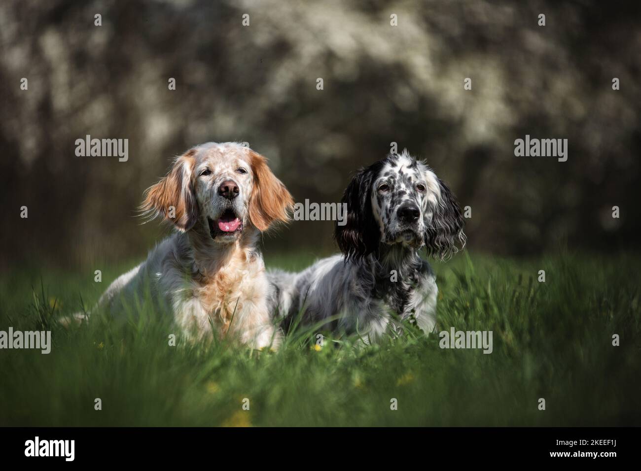 2 Englische Setter Stockfoto