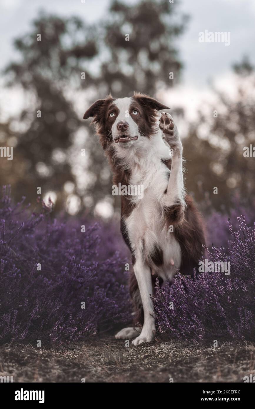 Border-Collie sitzend Stockfoto