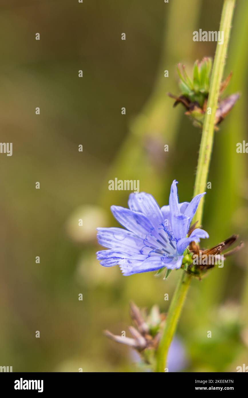 Nahaufnahme der wilden Zichorien-Blume auf grünem Hintergrund Stockfoto