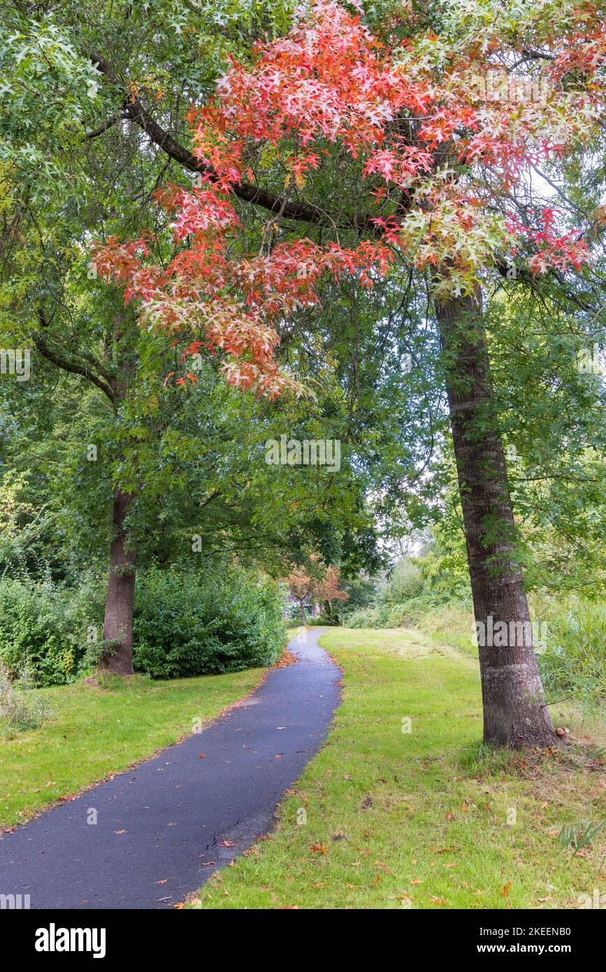 Bunte Blätter der scharlachroten Eiche in Johan Smitpark in Zuidhorn, Gemeinde Westerkwartier Groningen Provinz in den Niederlanden Stockfoto
