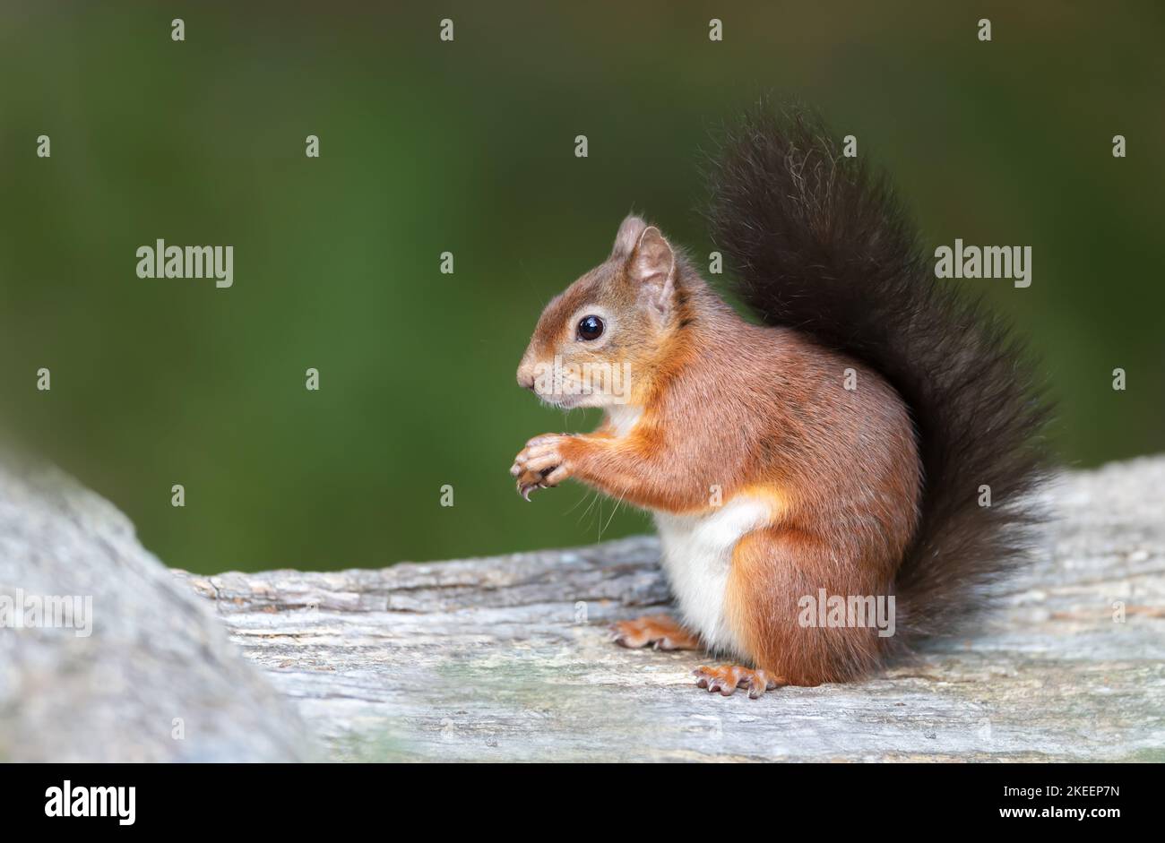 Nahaufnahme eines roten Eichhörnchens (Sciurus Vulgaris), das auf einem Baumstamm sitzt, Großbritannien. Stockfoto