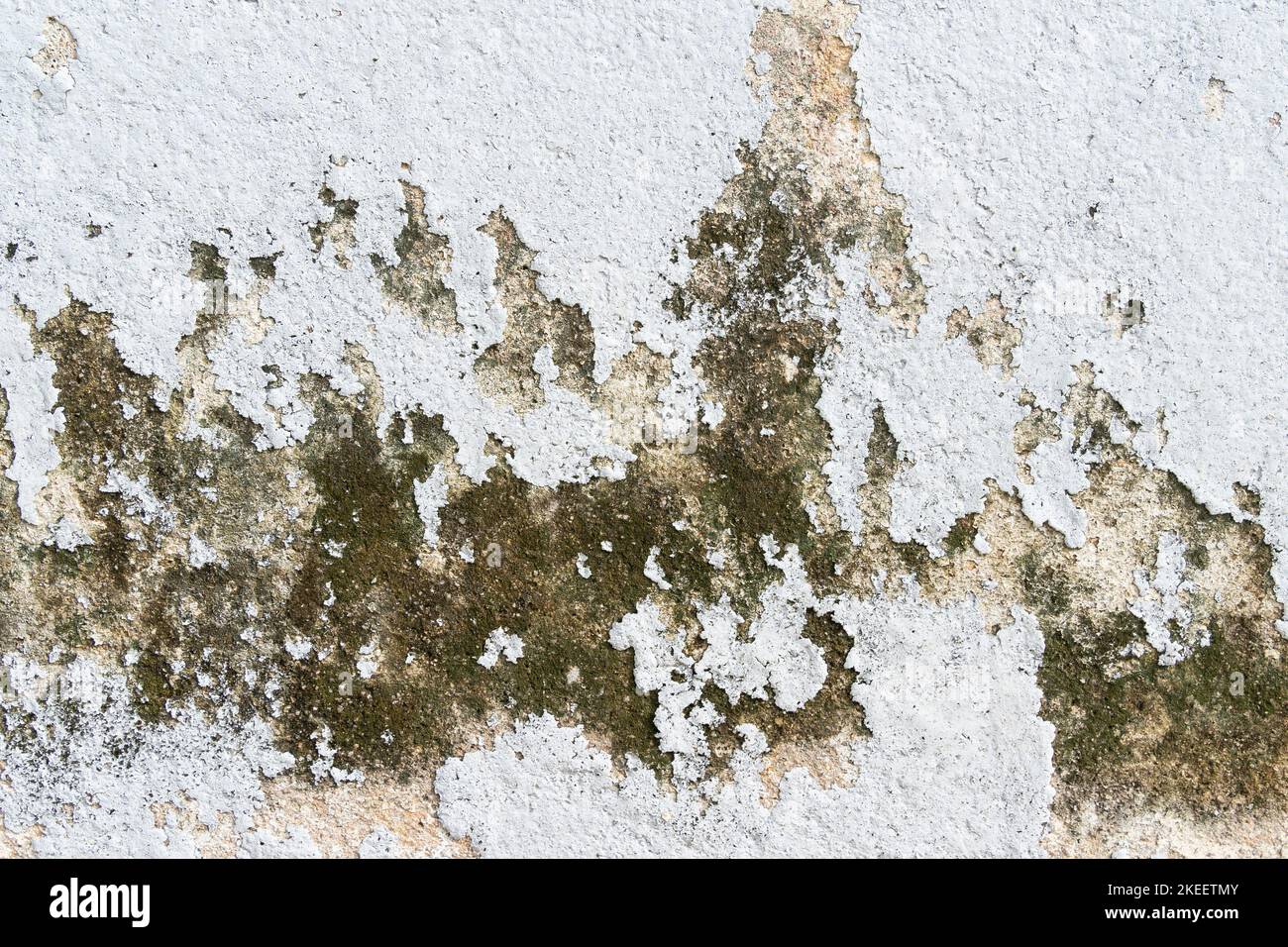 Nahaufnahme des Moos an der Wand. Stockfoto