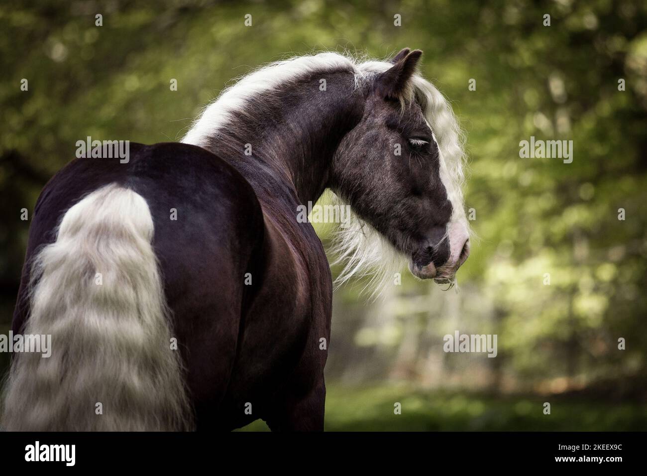 Irischer Tinker Hengst Stockfoto