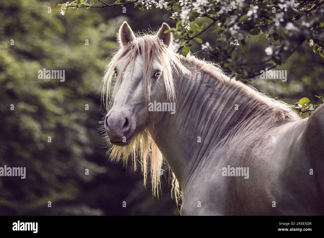 Irischer Tinker Hengst Stockfoto