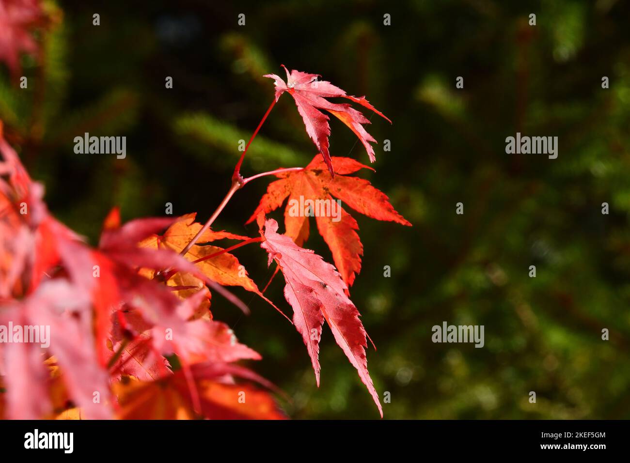 Die wundervollen Farben des Ahorns im Herbst Stockfoto