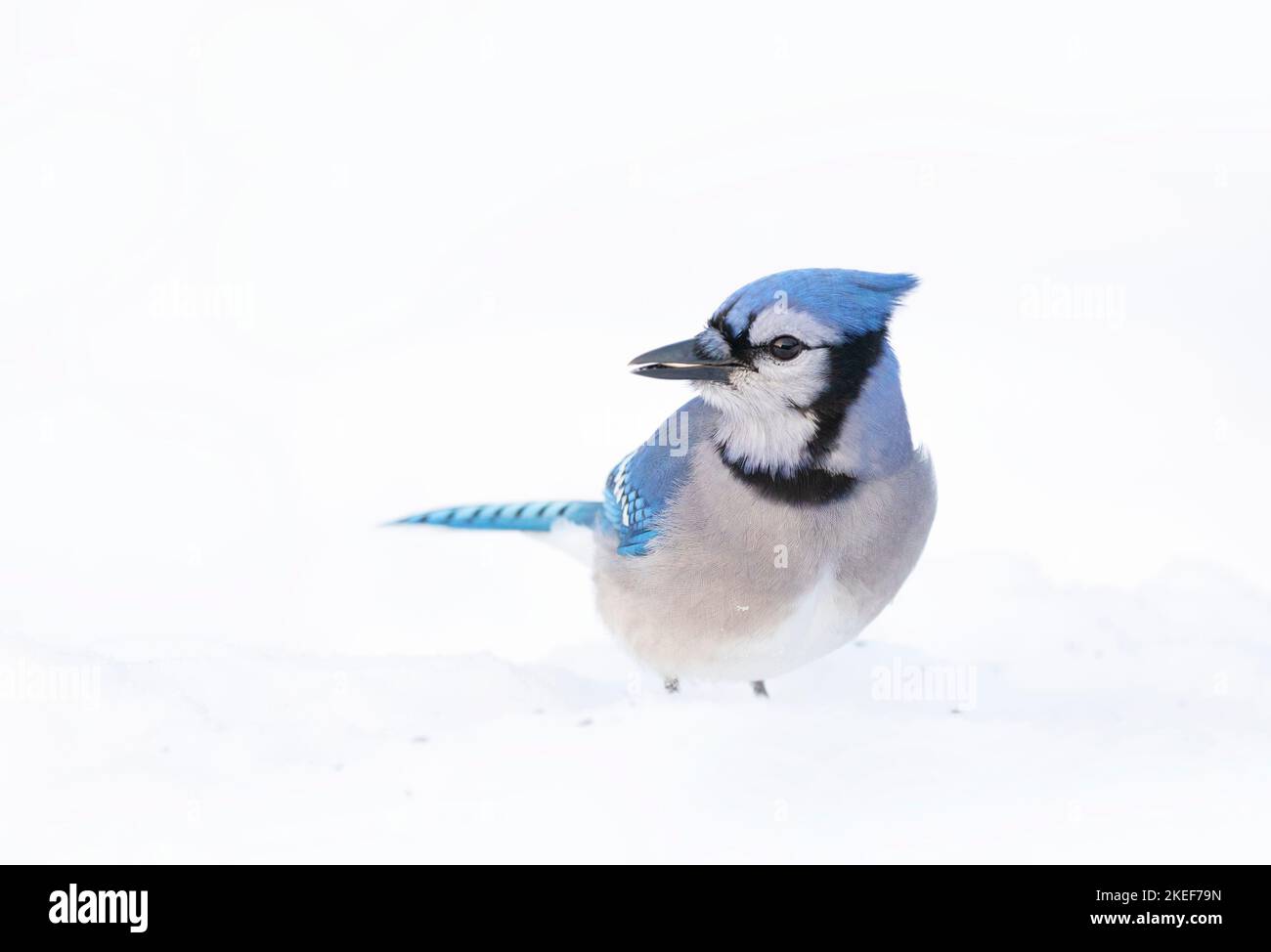 Blauhäher (Cyanocitta cristata) im Schnee auf der Suche nach Nahrung in einem kanadischen Winter. Stockfoto