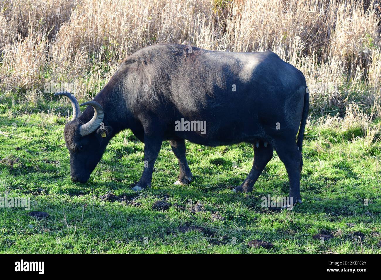 Wasserbüffelherde im Sumpfland Stockfoto