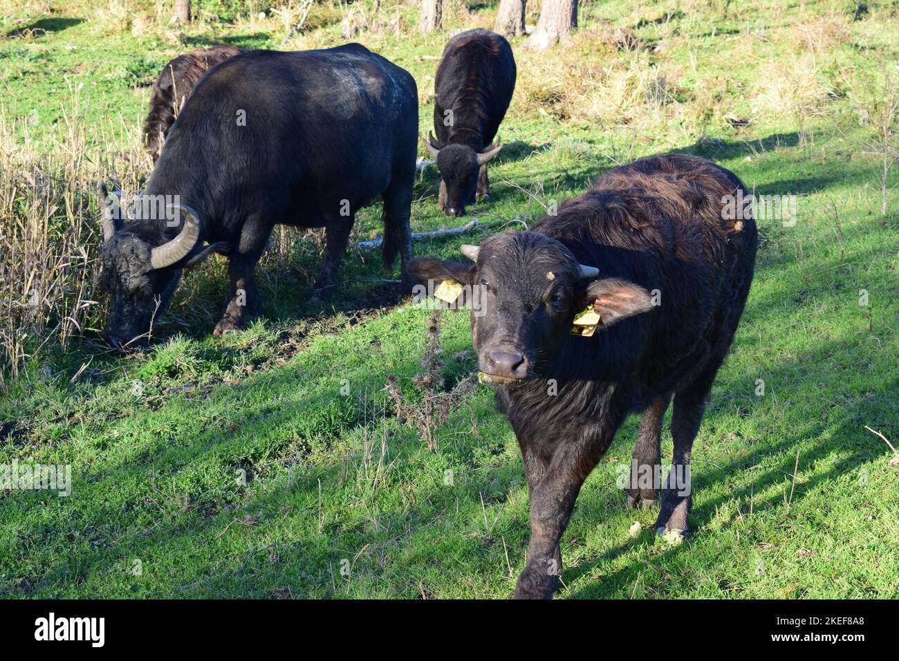 Wasserbüffelherde im Sumpfland Stockfoto