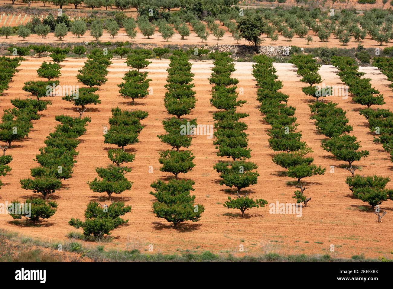 Luftaufnahme von Obstbäumen in der Landschaft, Alicante, Spanien Stockfoto