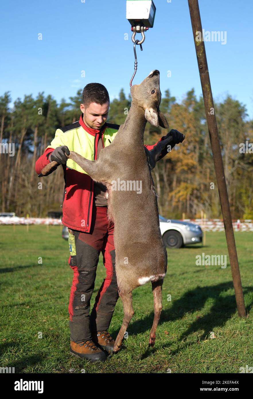 Torfhaus, Deutschland. 12.. November 2022. Ein Hirsch wird nach einer gefahrenen Jagd gewogen. In Deutschland hat die Jagdsaison begonnen. Im nordsächsischen Waldbezirk Taura schossen 100 Schützen nur fünf Wildschweine und zehn Rehe, was im Vergleich zu den Vorjahren ein spärlich geringer Ertrag ist. Ursachen können intensive Jagd während des Jahres, das Vorhandensein von Wölfen und klimatischen Bedingungen sein. Kredit: Sebastian Willnow/dpa/Alamy Live Nachrichten Stockfoto