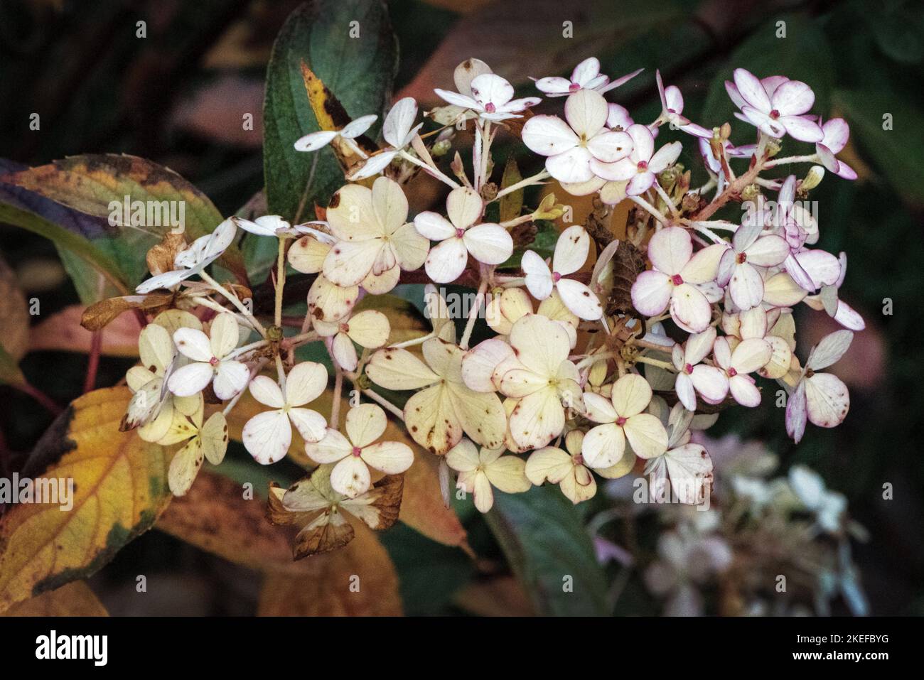 Herbstklima in den Bergen Stockfoto