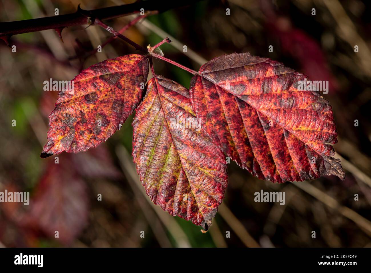 Herbstklima in den Bergen Stockfoto